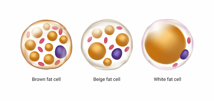 brown fat activation