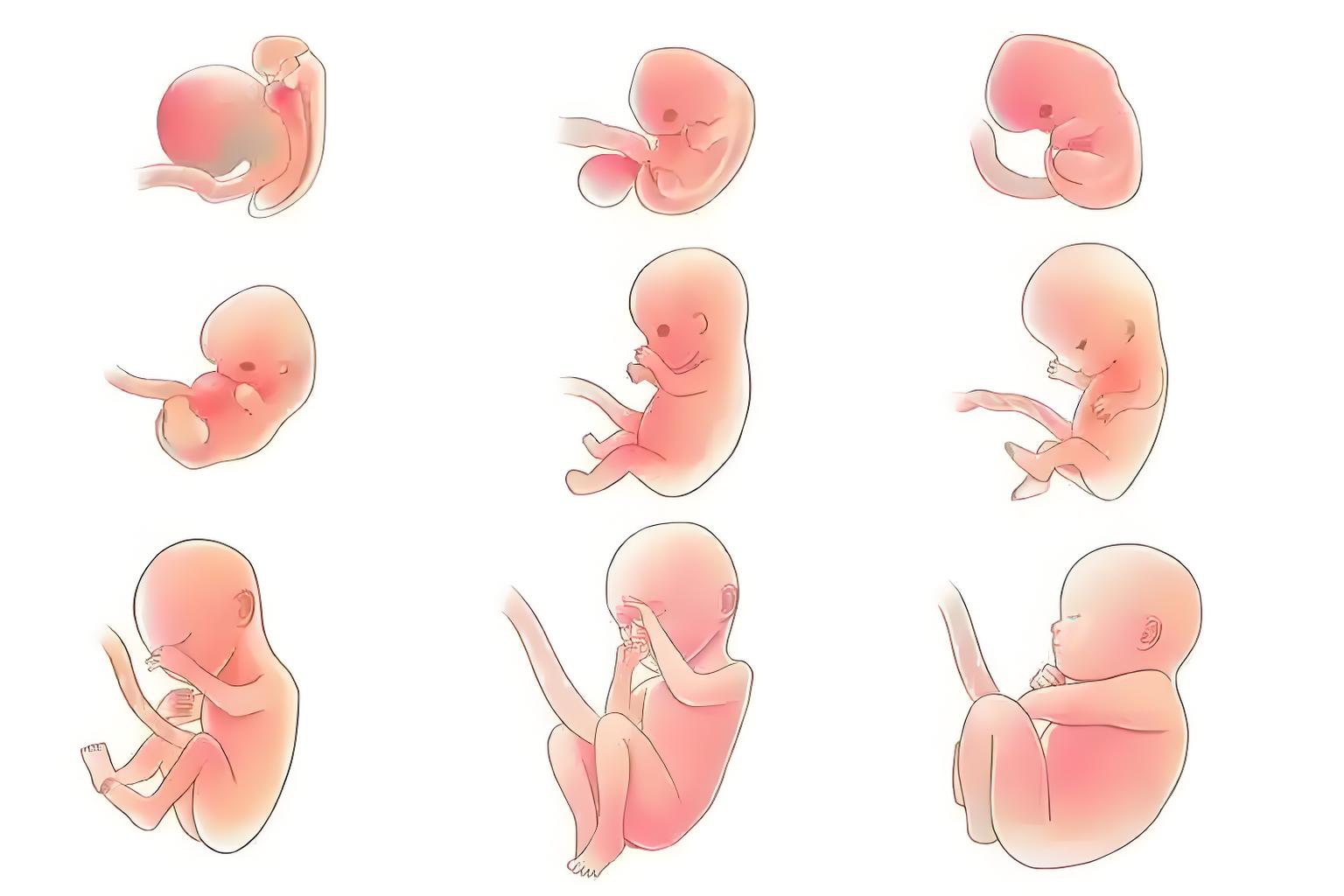 Top 5 Nutrients to Boost IVF Success Rate